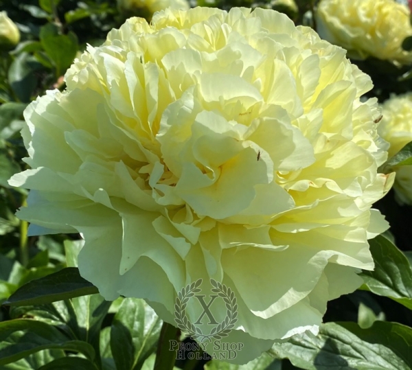 Peony Philip the Arab