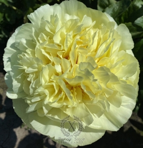 Thumbnail of Peony Philip the Arab, image 2 of 7