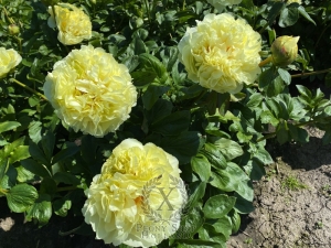 Thumbnail of Peony Philip the Arab, image 3 of 7