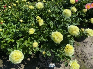 Thumbnail of Peony Philip the Arab, image 5 of 7