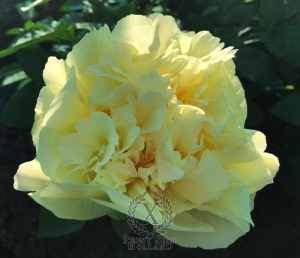 Thumbnail of Peony Philip the Arab, image 7 of 7