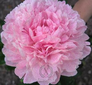 Thumbnail of Peony Pietertje Vriend Wagenaar, image 1 of 1