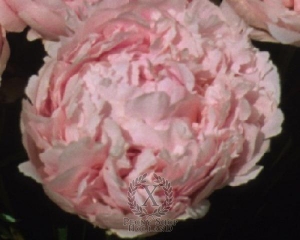 Thumbnail of Peony Pillow Talk, image 1 of 1