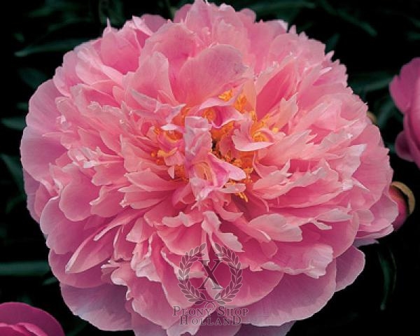 Peony Pink Charmer