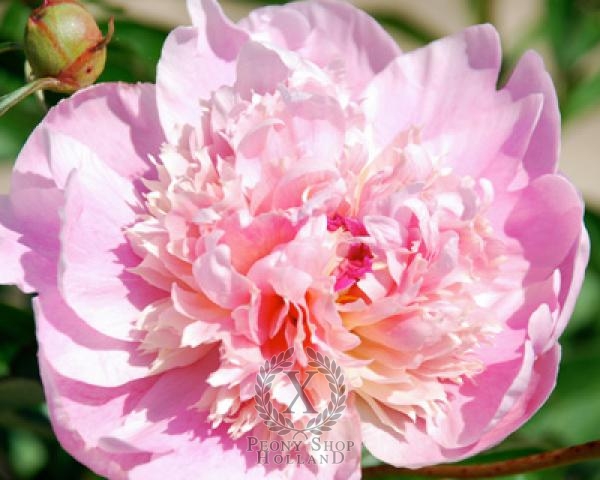 Peony Pink Chiffon