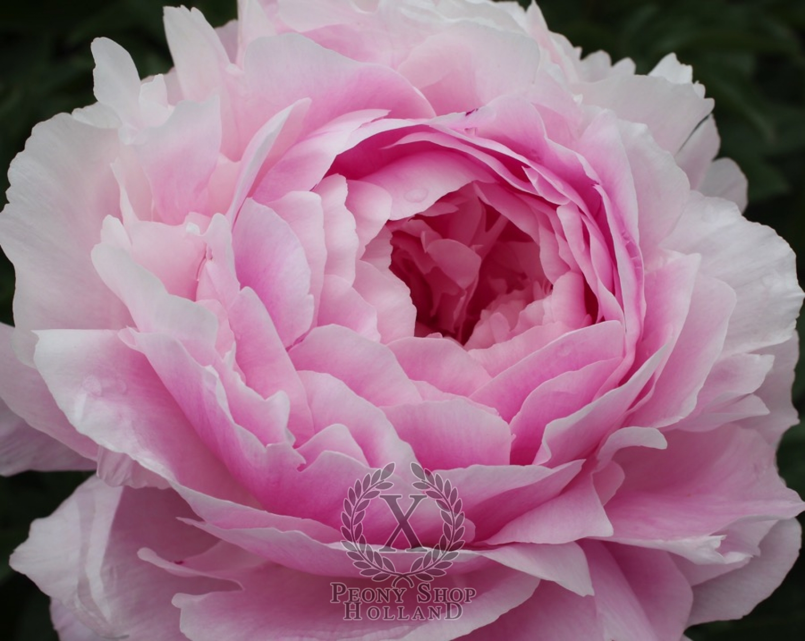 Peony Pink Diamond at peony nursery