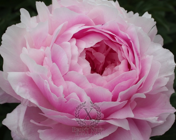 Peony Pink Diamond