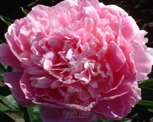 Thumbnail of Peony Pink Giant, image 1 of 1