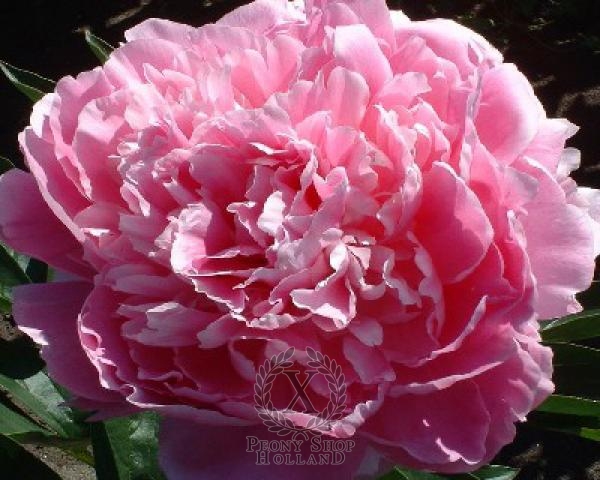 Peony Pink Giant