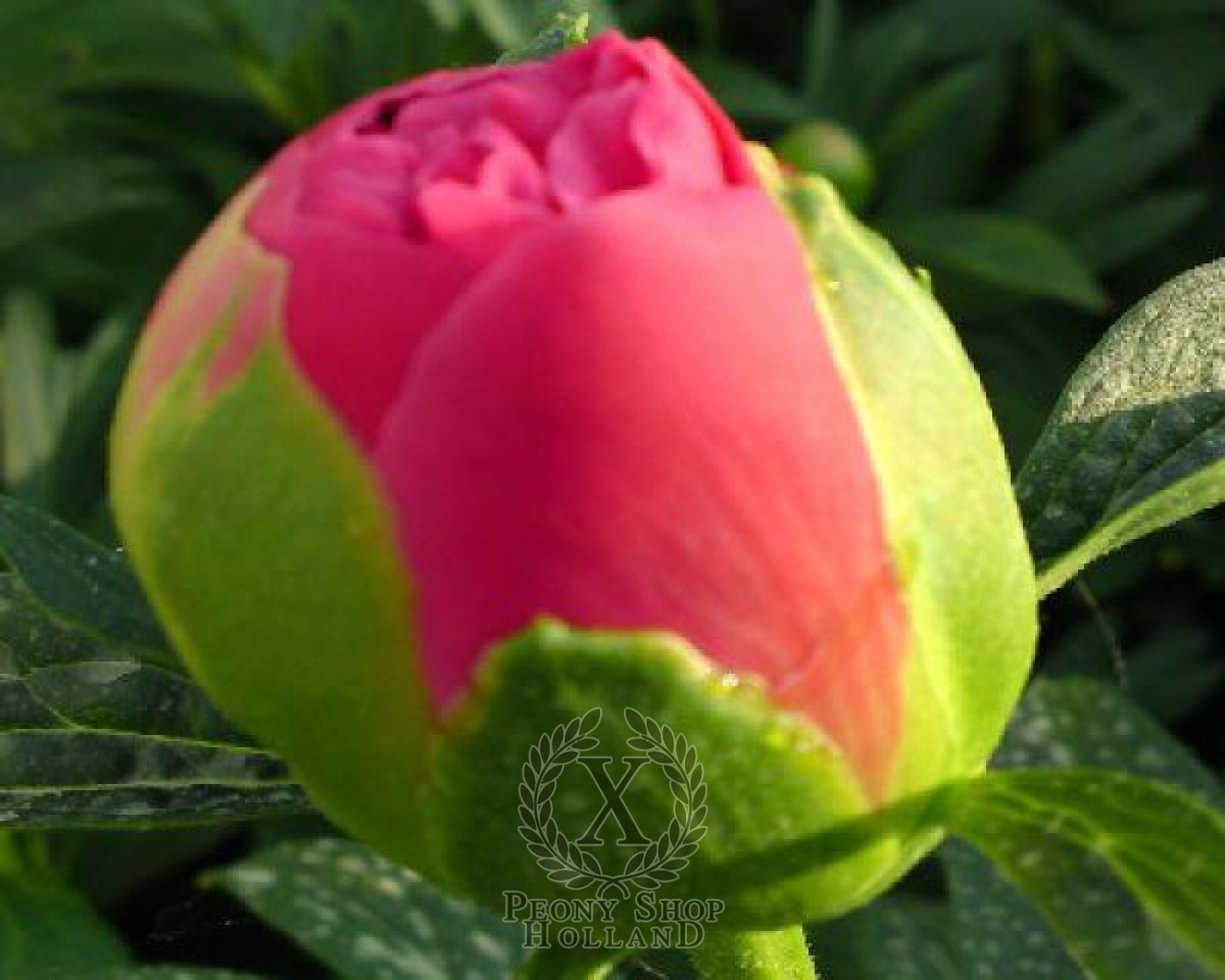 Peony Pink Hawaiian Coral at peony nursery Peonyshop.com