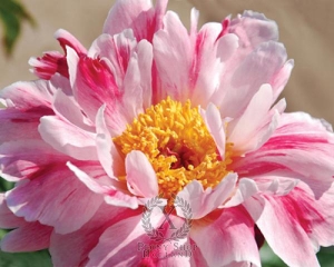 Thumbnail of Peony Pink Luau, image 1 of 2