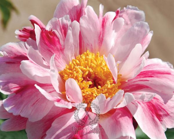 Peony Pink Luau