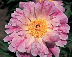 Thumbnail of Peony Pink Luau, image 2 of 2