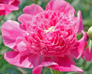 Thumbnail of Peony Pink Pom Pom, image 1 of 1