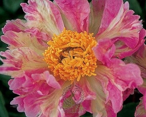 Thumbnail of Peony Pink Spritzer, image 1 of 1