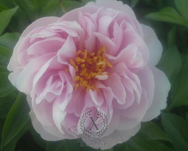 Peony Pink Vanguard