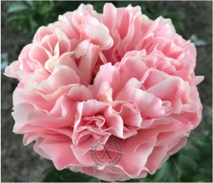 Thumbnail of Peony Poena Cullei®, image 1 of 1