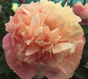 Thumbnail of Peony Pompeii®, image 1 of 10