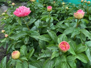 Thumbnail of Peony Pompeii®, image 10 of 10