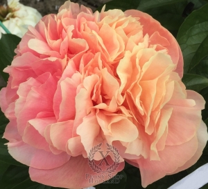 Thumbnail of Peony Pompeii®, image 2 of 10