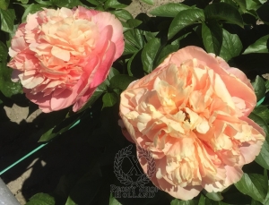 Thumbnail of Peony Pompeii®, image 3 of 10