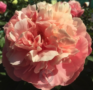 Thumbnail of Peony Pompeii®, image 4 of 10