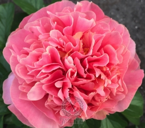 Thumbnail of Peony Pompeii®, image 5 of 10