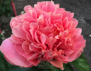 Thumbnail of Peony Pompeii®, image 6 of 10