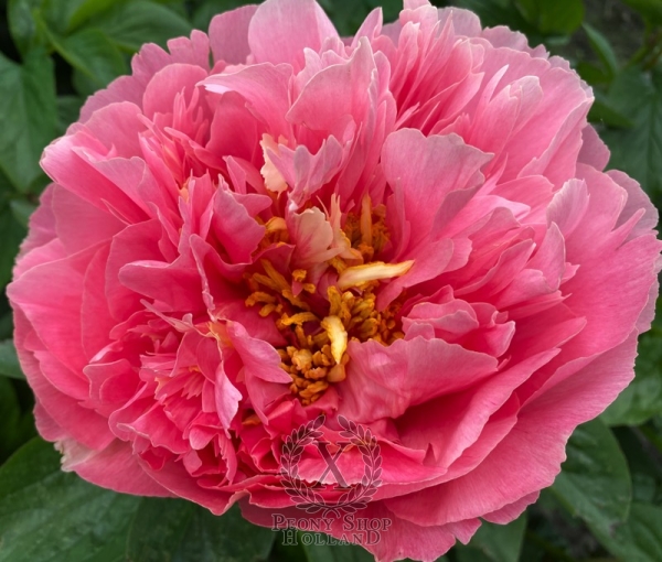 Peony Pompeii®, image 7 of 10