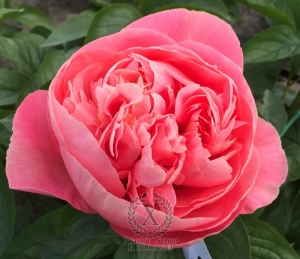 Thumbnail of Peony Pompeii®, image 8 of 10