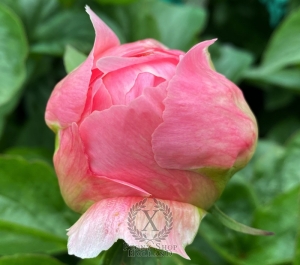 Thumbnail of Peony Pompeii®, image 9 of 10