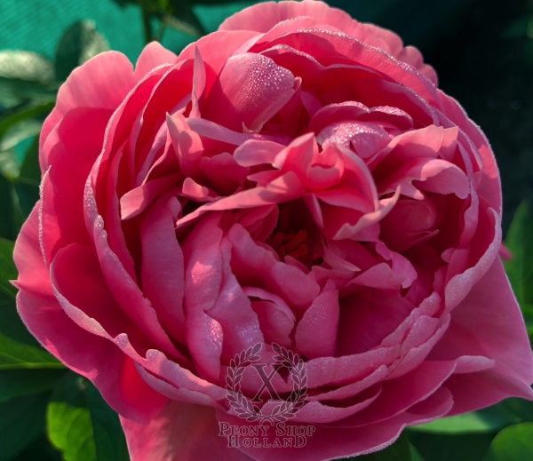 Peony Poppea Sabina, image 1 of 3