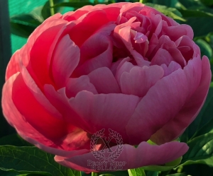 Thumbnail of Peony Poppea Sabina, image 2 of 3