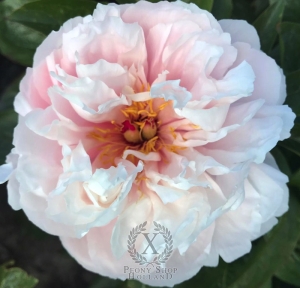 Thumbnail of Peony Porta Nigra, image 1 of 5