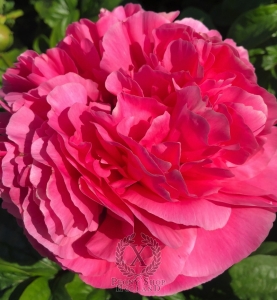 Thumbnail of Peony Posca, image 1 of 5