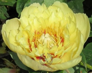 Thumbnail of Peony Prairie Charm, image 1 of 1