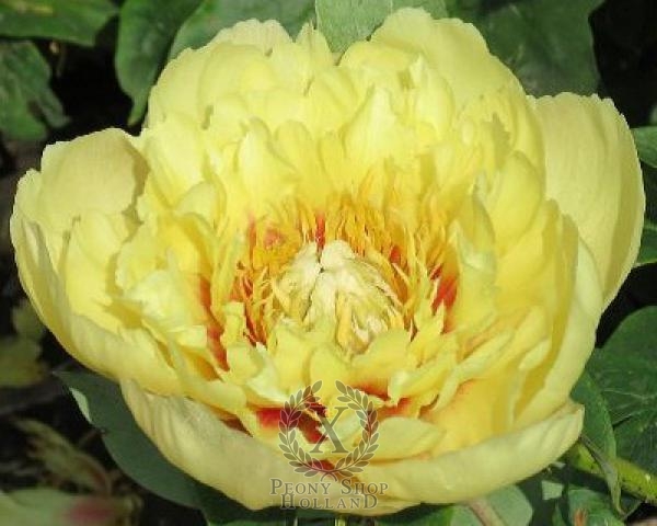 Peony Prairie Charm