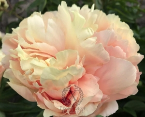 Thumbnail of Peony Prefect®, image 1 of 2