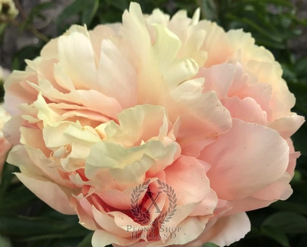 Peony Prefect®