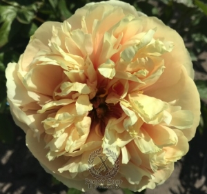 Thumbnail of Peony Prefect®, image 2 of 2