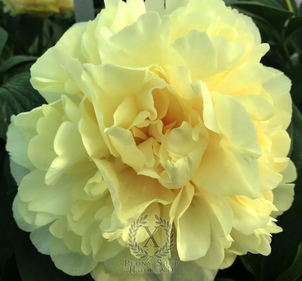 Peony Prelude of Victory, image 1 of 5