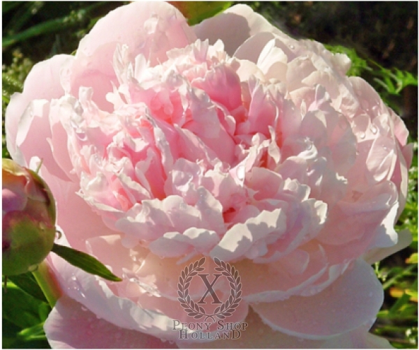 Peony President Wilson