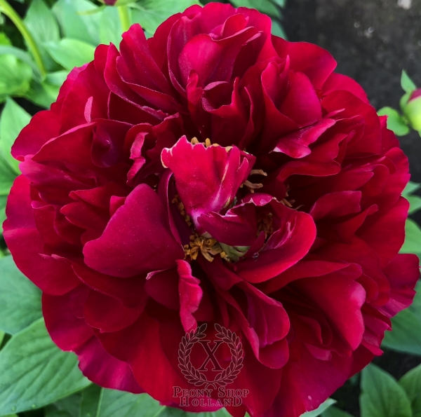 Peony Pretorian Guard