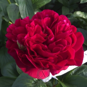 Thumbnail of Peony Pretorian Guard, image 2 of 5