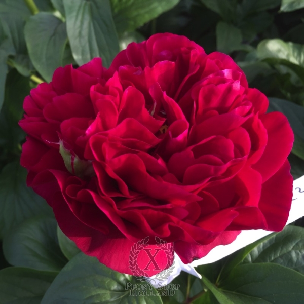 Peony Pretorian Guard, image 2 of 5