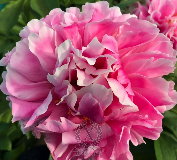 Peony Priapus