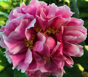 Thumbnail of Peony Priapus, image 2 of 3