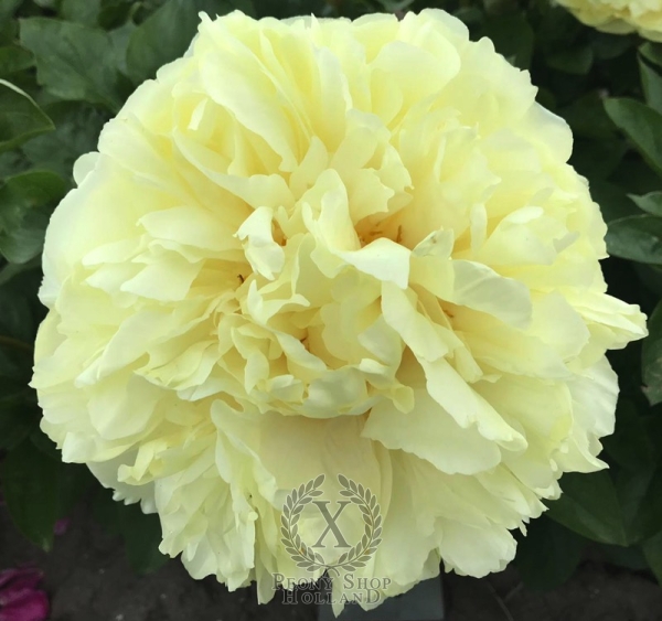 Peony Princeps