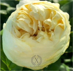 Thumbnail of Peony Princeps, image 2 of 2