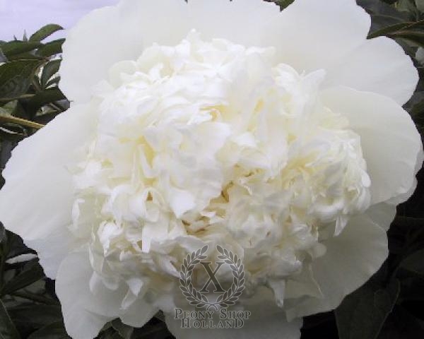 Peony Princess Bride